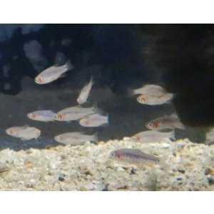 画像: ミクロラスボラエリスロミクロン1匹