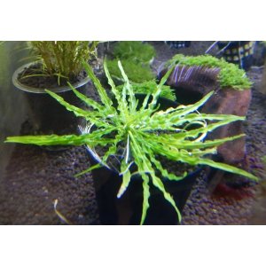 画像: ロックプランツspカンボジアグリーンタイプ子株