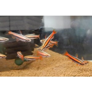 画像: アークレッドペンシルワイルド3匹
