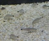 画像: シルバーフライングフォックス1匹