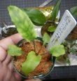 画像4: Cryptocoryne ワイルド増殖株とアルバブラウン6点セットA3