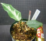 Aglaonema pictum tricolor アグラオネマ他 - A.P.BARN