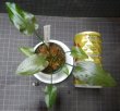 画像2: Cryptocoryne フスカ　クダガン　