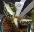 画像1: Anoectochilus lobbianus　12