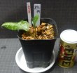 販売株