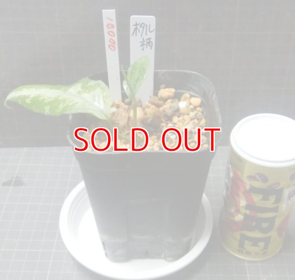 販売株