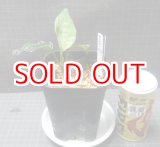 画像: アンダマン ポートブレア北部地域産（ナチュラ印）委託販売
