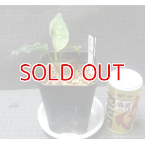 画像: アンダマン ポートブレア北部地域産（ナチュラ印）委託販売