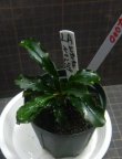 画像1: Bucephalandra sp.Sintang kayulapis Type2/LA便　委託販売