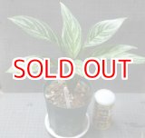 画像: アグラオネマカーティシー本物 良株　委託販売
