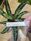 親株参考画像