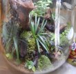 画像2: 寄せ植え（委託販売）