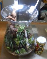 画像: 寄せ植え（委託販売）