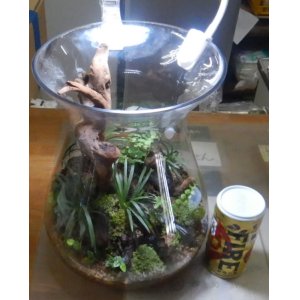 画像: 寄せ植え（委託販売）