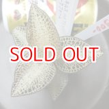 画像: アネクトキルス ハイブリッド   ライトダークフォーム増殖株