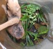 画像3: 寄せ植え（委託販売）