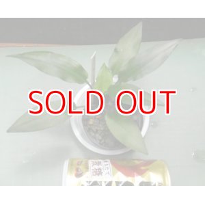 画像: Cryptocoryne waseri Sri Lanka