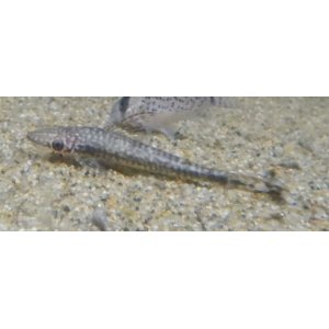 画像: ジャイアントオトシン トラカタム ペルー産(7〜8cm）1匹