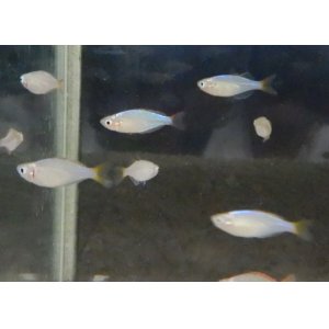 画像: ネオンドーワフレインボー5匹
