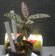 画像2: アルディシアsp LA0815-01おススメ