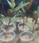 画像: Cryptocoryne ロザエネルビス水中1株