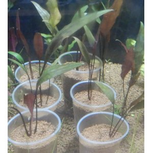 画像: Cryptocoryne ロザエネルビス水中1株