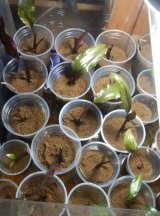 画像: Cryptocoryne ロザエネルビス水上1株