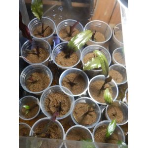 画像: Cryptocoryne ロザエネルビス水上1株