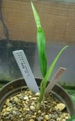 画像1: アグラオネマ　stenophylum ミヤンマー南部産H24・12子株