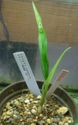 画像: アグラオネマ　stenophylum ミヤンマー南部産H24・12子株