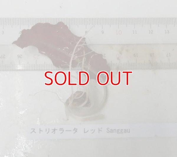 画像2: クリプト ストリオラータ レッド Sangga