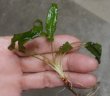 画像2: Cryptocoryne affinis "GreenKn便（2011年頃）