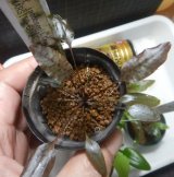 画像: Cryptocoryne 5点セットNo29