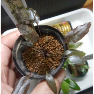 画像: Cryptocoryne 5点セットNo29