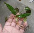 画像1: Cryptocoryne affinis "GreenKn便（2011年頃）