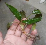 画像: Cryptocoryne affinis "GreenKn便（2011年頃）