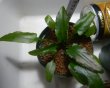 画像4: Cryptocoryne 5点セットNo29