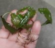 画像2: Cryptocoryne affinis "GreenKn便（2011年頃）