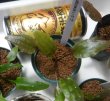 画像3: Cryptocoryne 5点セットNo29