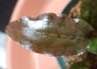 画像5: Cryptocoryne 5点セットNo29
