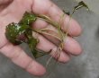画像1: Cryptocoryne affinis "GreenKn便（2011年頃）