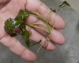 画像: Cryptocoryne affinis "GreenKn便（2011年頃）