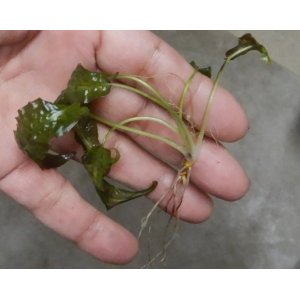 画像: Cryptocoryne affinis "GreenKn便（2011年頃）