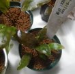 画像6: Cryptocoryne 5点セットNo29