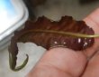 画像3: Cryptocoryne affinis "GreenKn便（2011年頃）