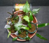 画像: Cryptocoryne 5点セットNo30