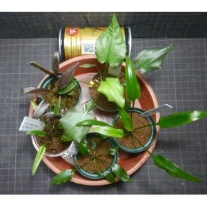 画像: Cryptocoryne 5点セットNo30