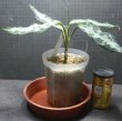 画像3: タグの株ですN2　委託販売