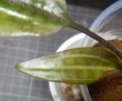 画像1: Cryptocoryne ロザエネルビス水上1株斑あり