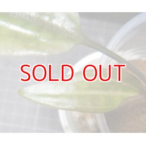 画像: Cryptocoryne ロザエネルビス水上1株斑あり